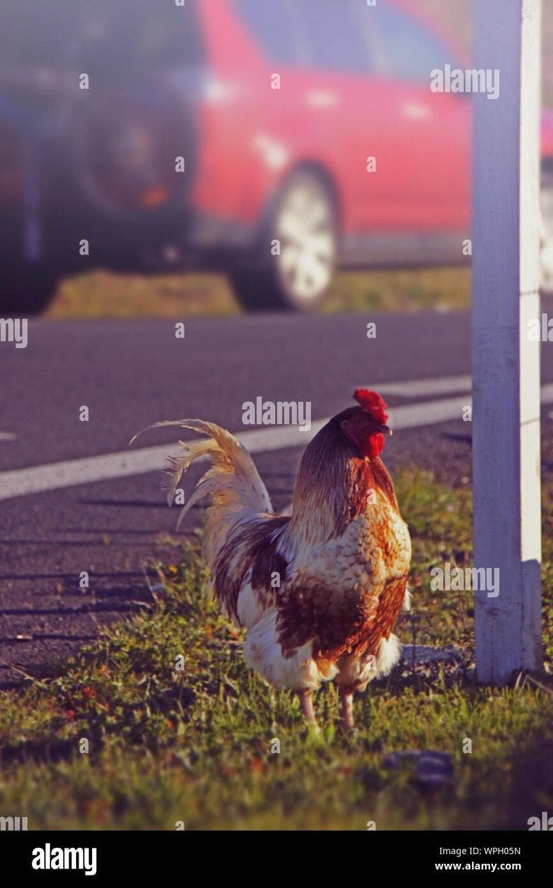 Guide to chicken road